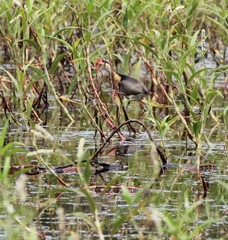 Irediparra gallinacea
