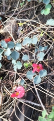 Kennedia prostrata
