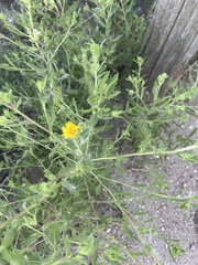 Grindelia squarrosa
