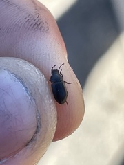 Blapstinus