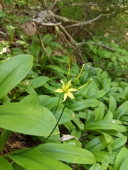 Clintonia