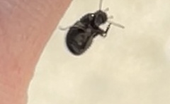 Blapstinus