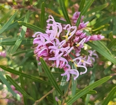 Grevillea