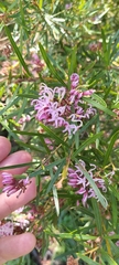 Grevillea