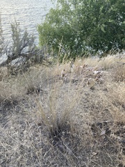 Pseudoroegneria spicata