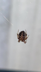 Neoscona arabesca