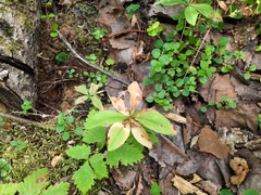Lysimachia europaea