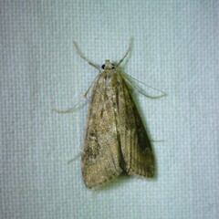 Parapoynx stratiotata