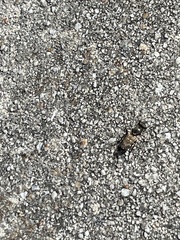 Therevidae