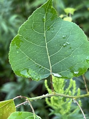 Populus tremuloides