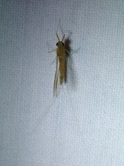 Cloeon dipterum