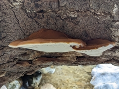 Ganoderma brownii