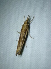Agriphila tristella