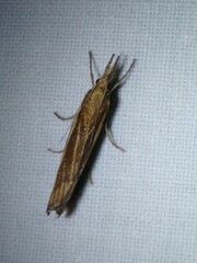 Agriphila tristella