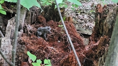 Anaxyrus americanus