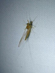 Cloeon dipterum