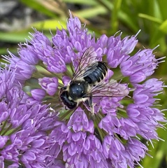 Megachile