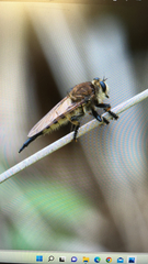 Promachus rufipes