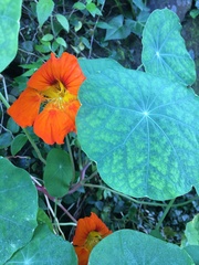 Tropaeolum majus