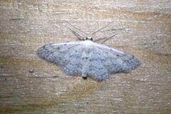 Idaea seriata