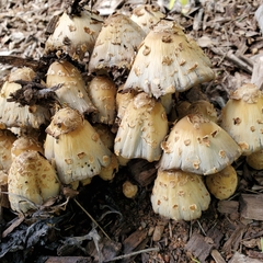 Coprinopsis variegata