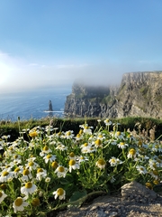 Tripleurospermum maritimum