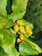 Alnus alnobetula