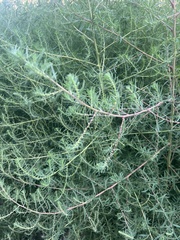 Salsola tragus