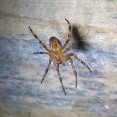 Araneus diadematus