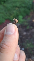 Nidulariaceae