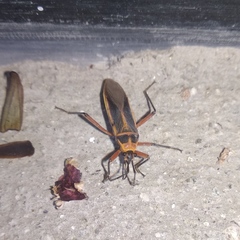 Stenomacra marginella