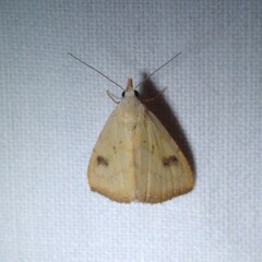 Rivula sericealis