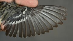 Setophaga castanea