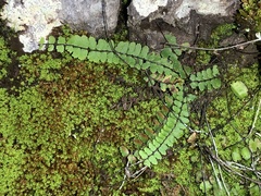 Asplenium