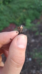 Nidulariaceae