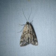 Cataclysta lemnata