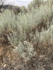 Artemisia tridentata