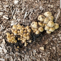 Coprinopsis variegata