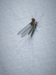 Cloeon dipterum