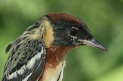 Setophaga castanea