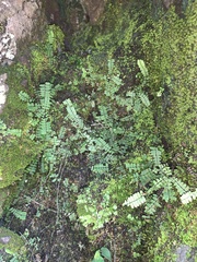 Asplenium