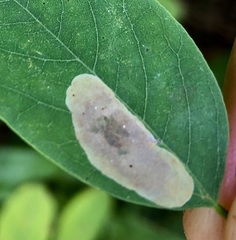 Chrysaster ostensackenella