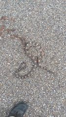 Pantherophis spiloides