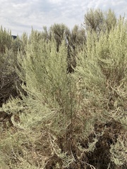 Artemisia tripartita