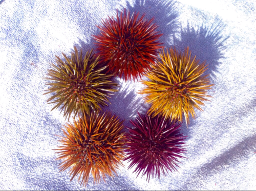 Atlantic Purple Sea Urchin, photo 8 of 9