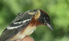 Setophaga castanea