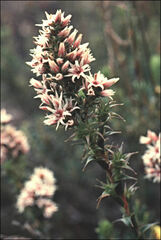 Sprengelia incarnata