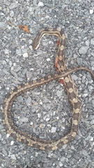 Pantherophis spiloides