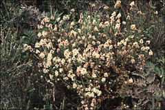 Sprengelia incarnata