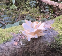 Pleurocybella porrigens